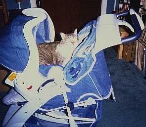 [Patty in the New Stroller]